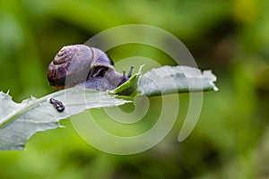 Copse snail on thistle leaf