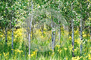 Copse of summer aspen trees