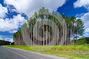 A copse of trees as part of the Queensland State forest