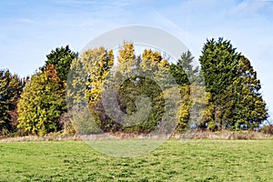 Copse of trees with beautiful autumn foliage