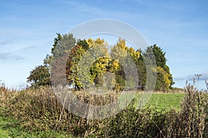 Copse of trees with beautiful autumn foliage