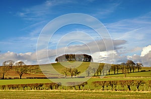 Copse of trees in English Countryside