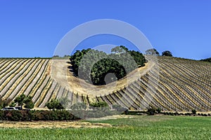 A copse of trees forms a heart shape on the scenic hills