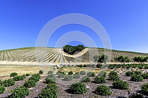 Sta scherzando da alberi forme cuore Viso sul scenico colline 