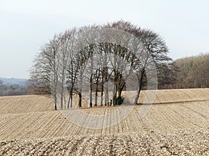 Copse of trees in ploughed field, Latimer