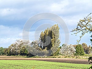 Copse of trees with poplars and white poplars