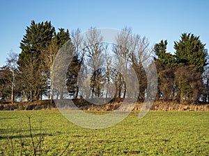 Copse of trees in Staveley Nature Reserve, North Yorkshire, England