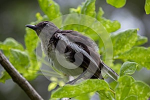 Copsychus saularis on the branch