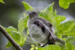 Copsychus saularis on the branch