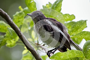 Copsychus saularis on the branch