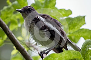 Copsychus saularis on the branch