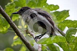 Copsychus saularis on the branches in nature