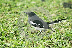 Copsychus saularis in nature, standing on the lawn.