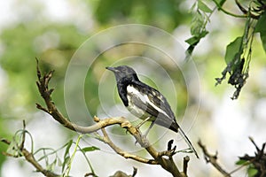 Copsychus saularis stands on a branch in nature.