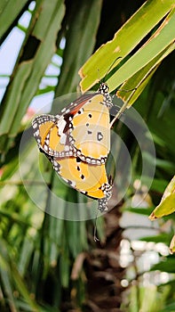 Copulate Butterflies