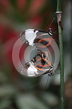 Copulating butterflys