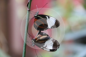 Copulating butterflys