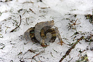 Copulating frogs Rana temporaria in Amplexus photo