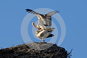 Copulating storks photo