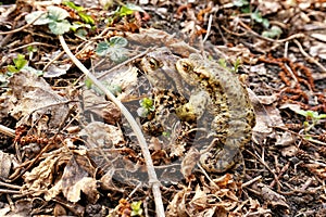 Copulation of brown frogs in leafs