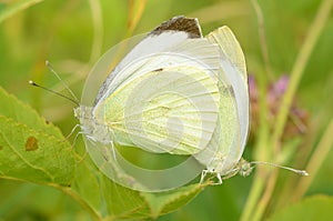 Copulation of butterflies in nature.