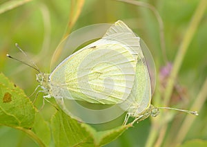 Copulation of butterflies in nature.