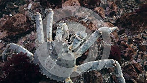 Copulation Giant King crabs on seabed.