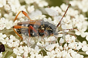 Copulation in one of the round-necked longhorn beetles, Stenopterus rufus