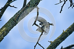 Copulation of Spanish sparrows