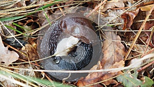 Copulation of two slugs, in Silleda, Pontevedra, Spain, Europe