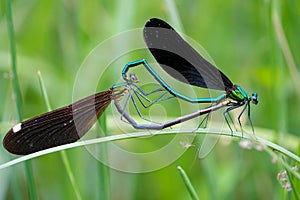 Copulatory damselfly