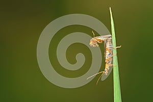 Copulatory leaf bettles