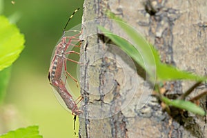 Copulatory stink bug