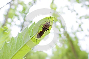 Copulatory stink bug