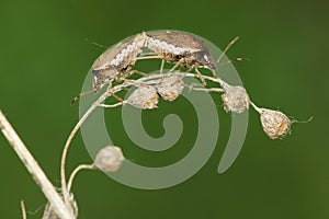 Copulatory stink bugs