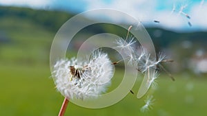 COPY SPACE: Cinematic shot of a blossoming dandelion blown away by the wind.