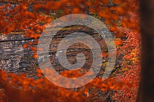 Copy-space with a frame of leaves in autumn, Abruzzo, Italy