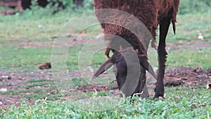 Copy space. A lone sheep eating grass in rural areas.The concept of agriculture