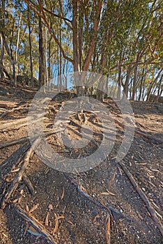 Copy space and old trees with feed roots in the ground along a hiking trail in the forest at Table Mountain National