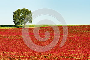 Copy-space Red Clover Field and lone tree