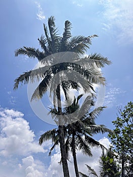 Copy space of silhouette tropical palm tree with sun light