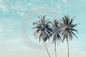 Copy space of tropical palm tree with sun light on sky background