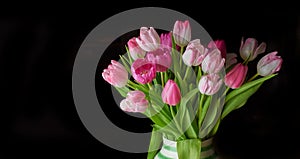 Copy space of tulip flowers in a vase against a black background. Closeup of beautiful flowering plants with pink petals