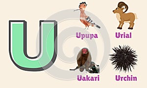 Alphabet Letter U in Pictures, animals starting with U photo