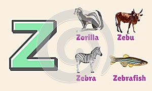 Alphabet Letter Z in Pictures, animals starting with Z photo