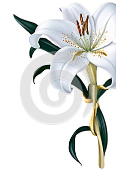 Single White Lily Illustration with Transparent Background photo