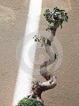 The design of the bonsai plant is of course not in Japan, but in Iran photo