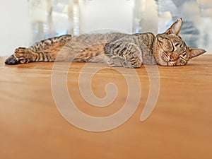 Copyspace with a cat sleeping quietly alone. Cute tabby kitten snoozing on a table for an afternoon nap. Happy brown