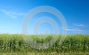 Copyspace and landscape of green cornfield on an agricultural farm outdoors on a summer day. Lush plants or grasslands