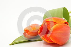 Copyspace tulip